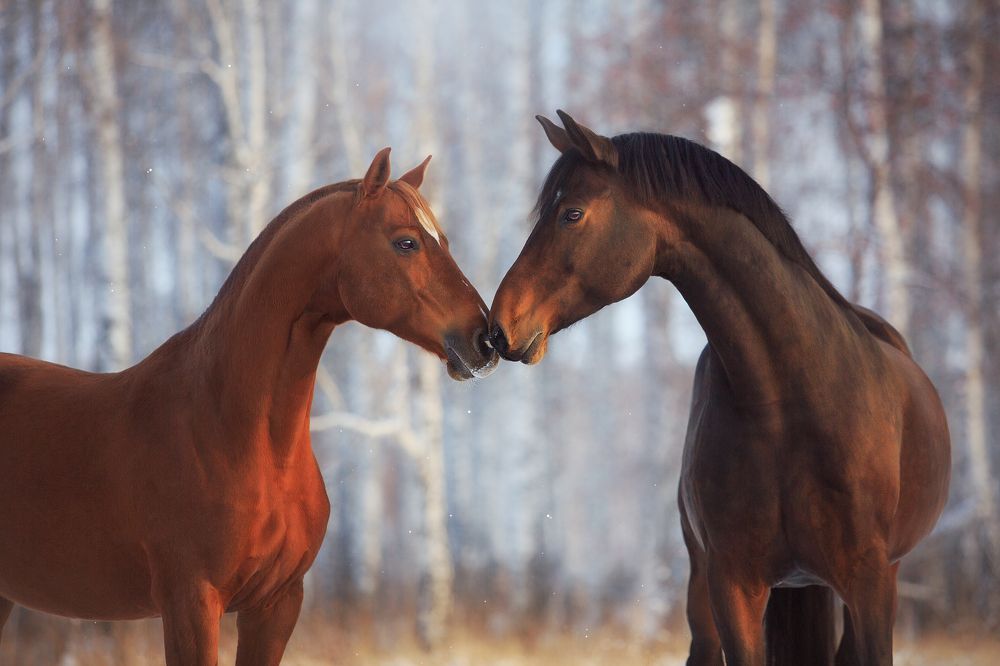 Photograph by Дарья Ералева