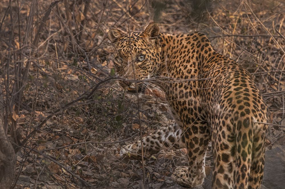 Photograph by Saumi Biswas