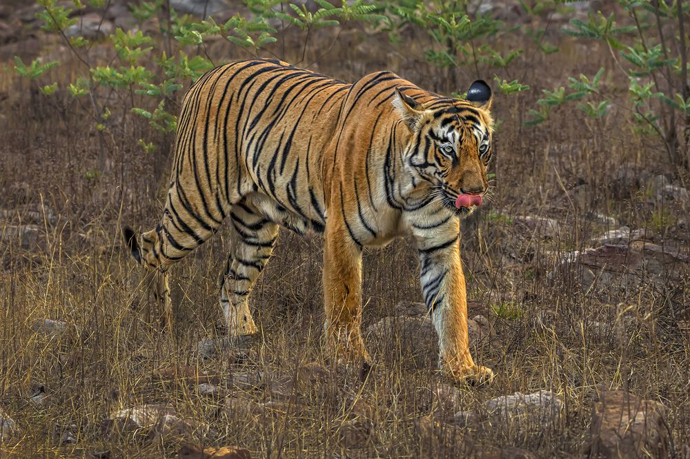 Photograph by Saumi Biswas