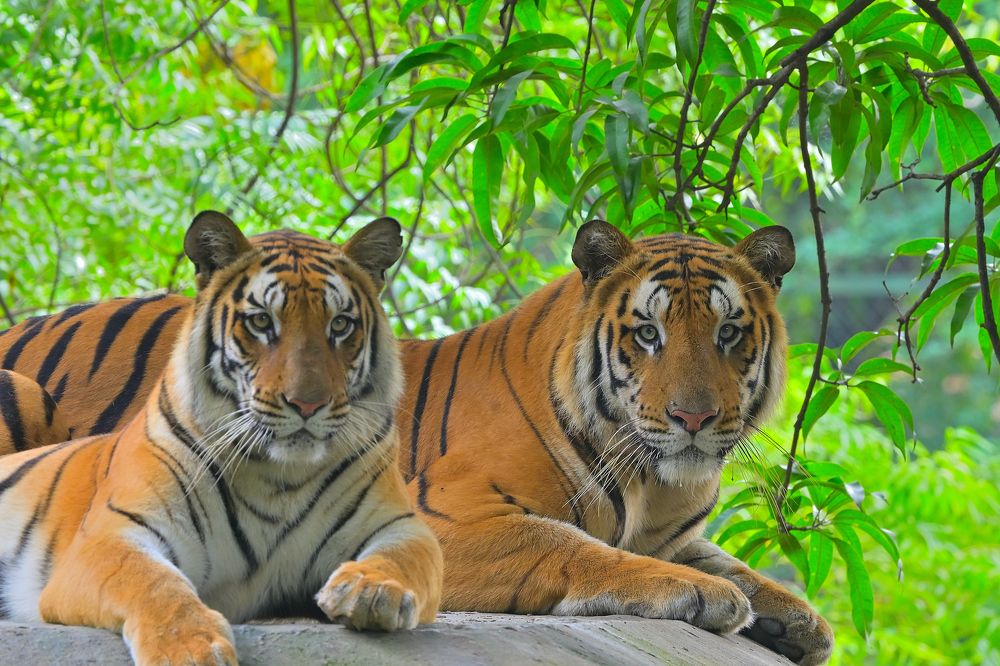 Photograph by Vijay Singh Chandel