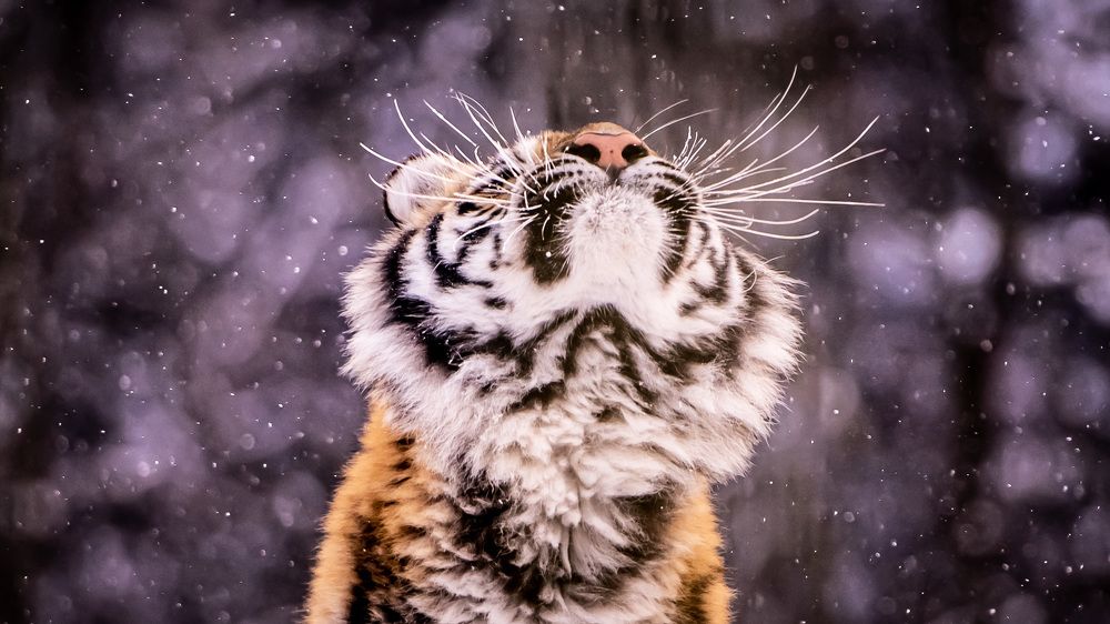 Тигр радуется снегу