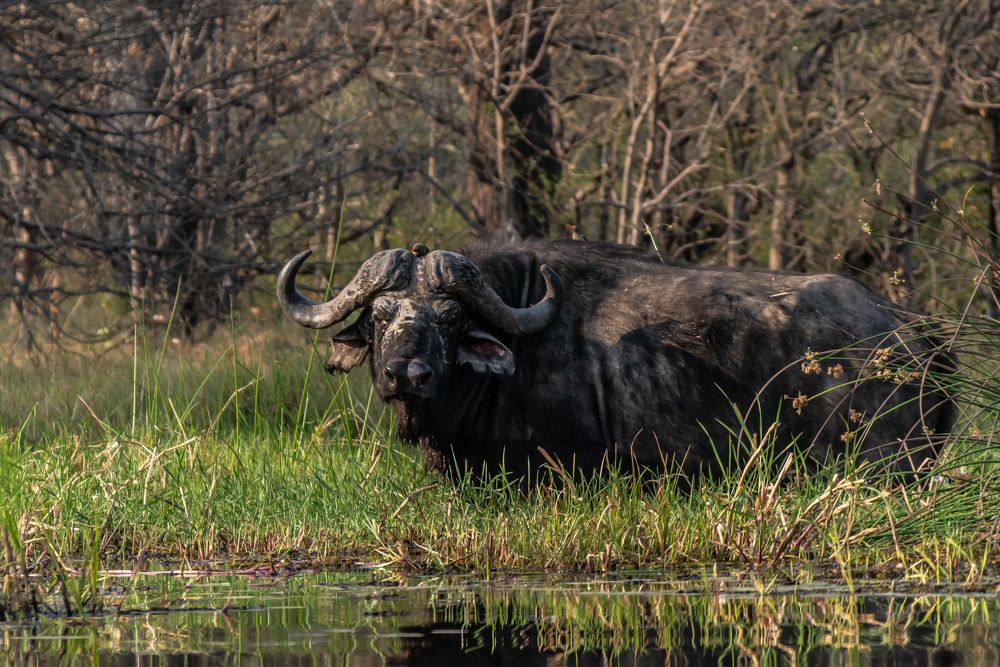 A wild African buffalo in the river bank