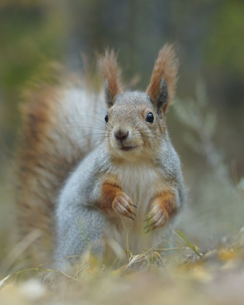 Фотография автора Сергей Затямин