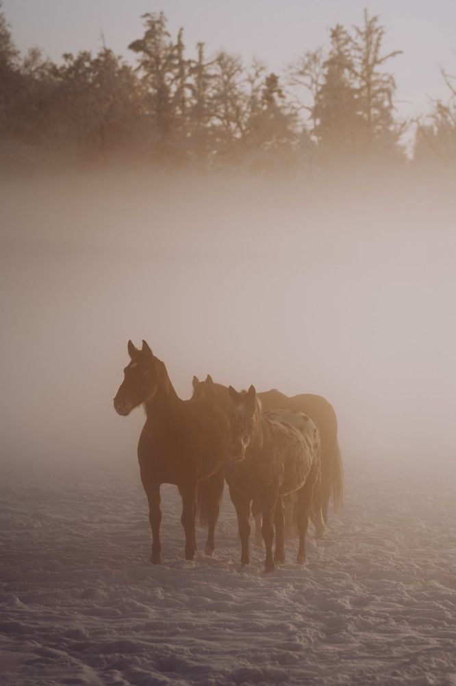 Photograph by Lara (Larabaeri)