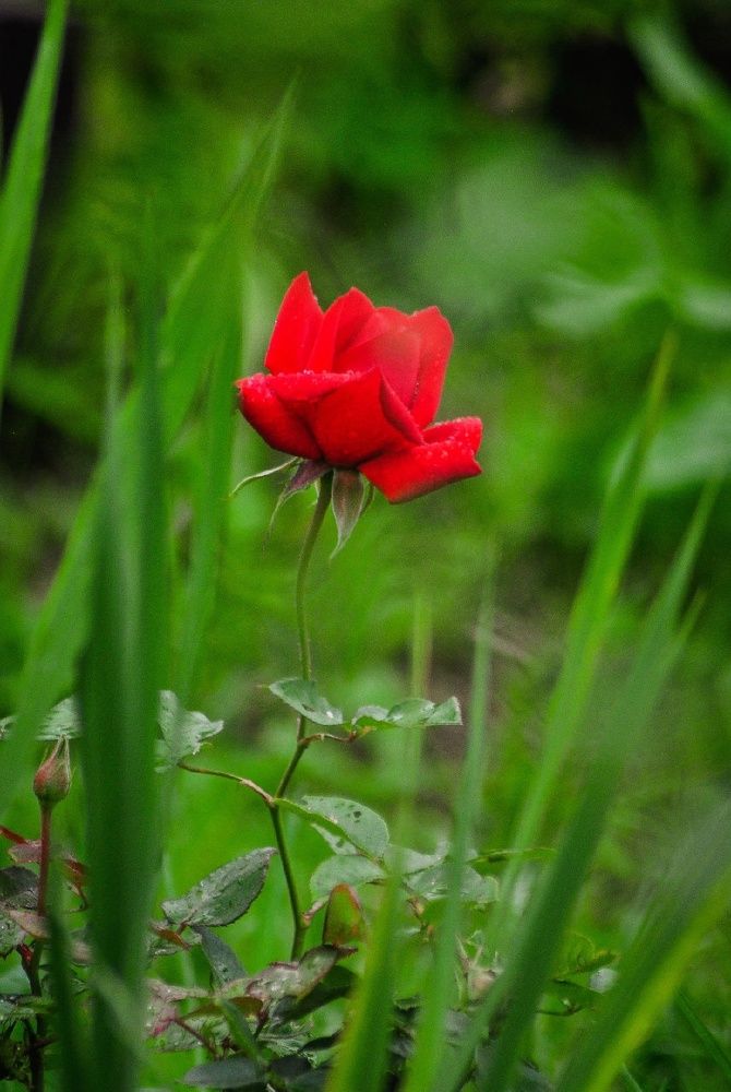 Photograph by Юлия Сурикова