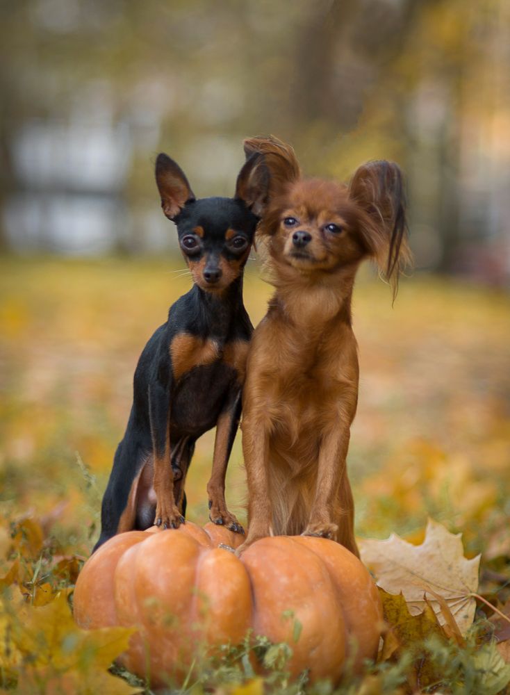 Photograph by Антонина Копытина