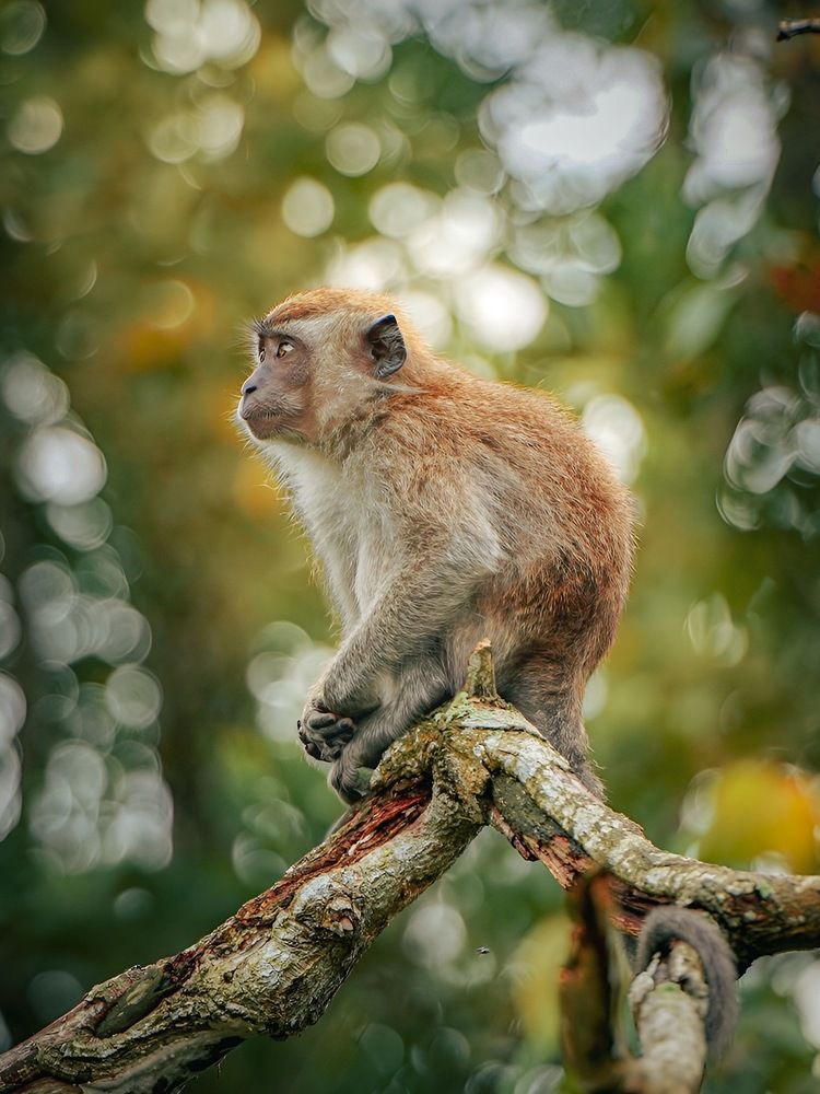 Branches of Discovery: Baby Monkeys Expanding their Palate
