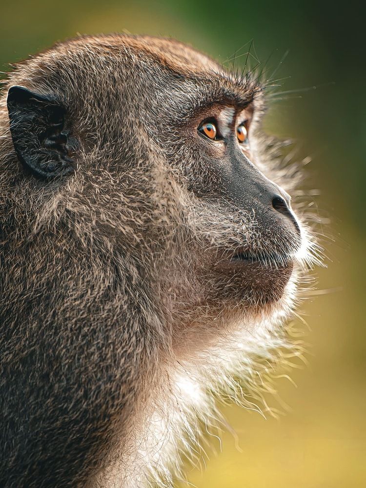 Glimpses into the Soul: The Mesmerizing Allure of Monkey Eyes