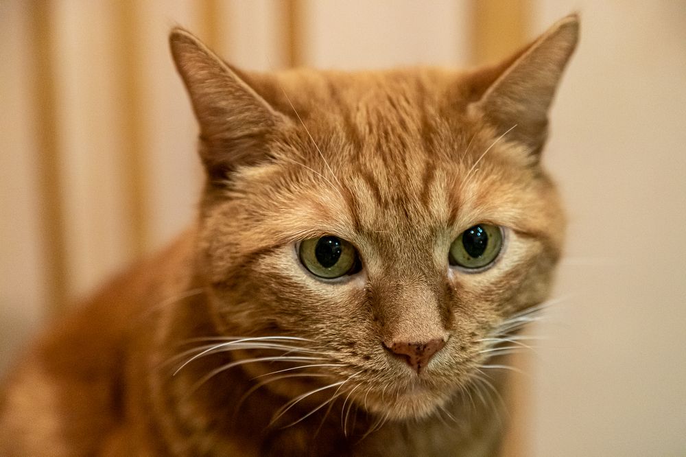 Фотография автора Евгения Снигирева