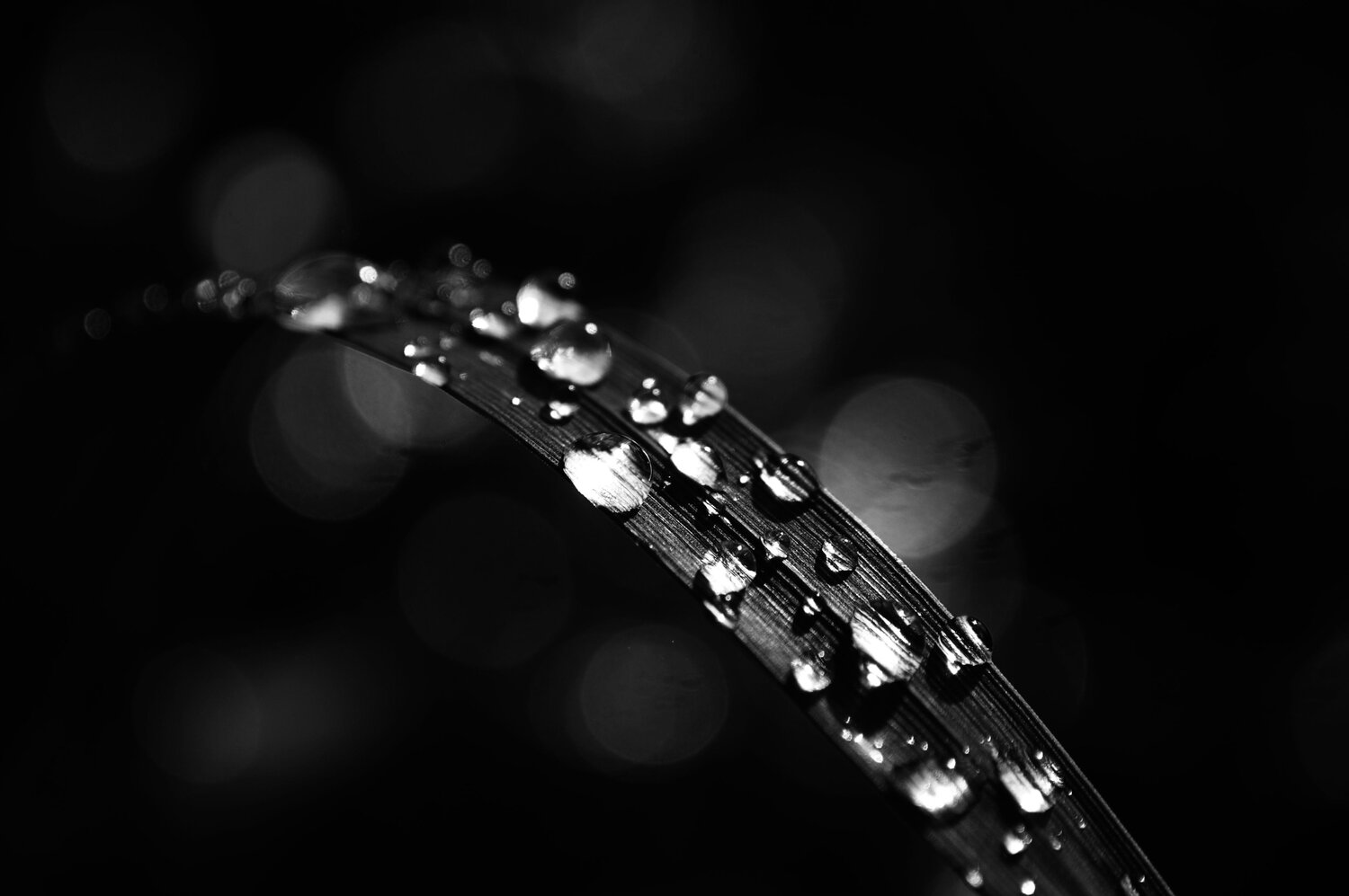 Photo #9961975