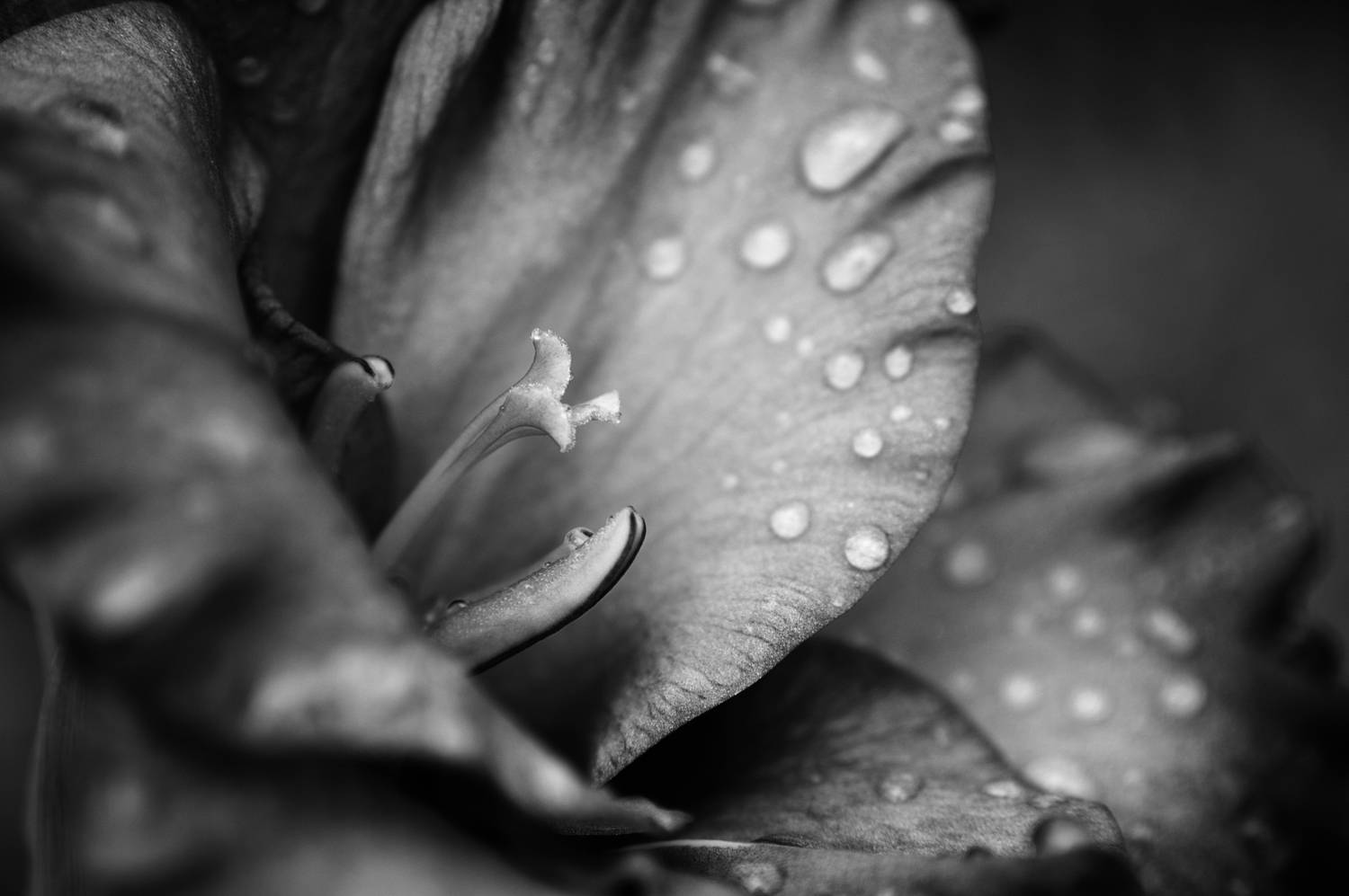 Photo #9961997