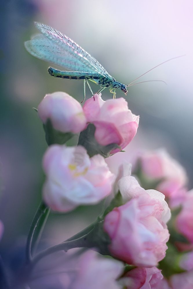 Утренняя акварель