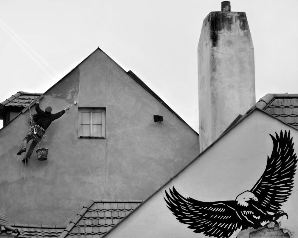 Орлы  в городе.