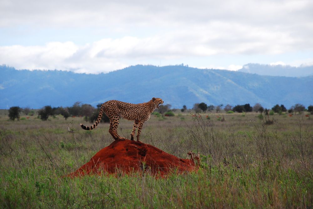 Фотография автора Рохмистрова Мария