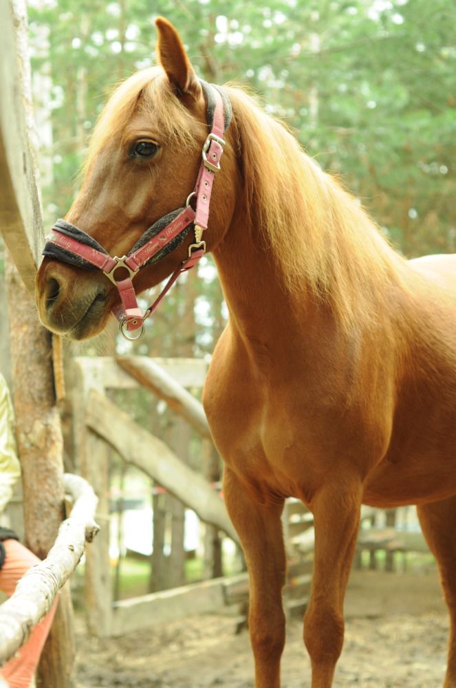 Рыжик на прогулке