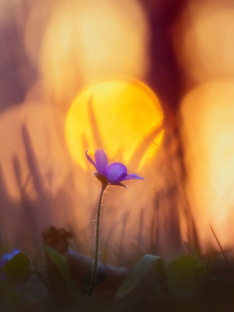 Фотография автора Борис Журавлёв