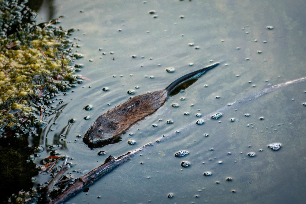 Фотография автора Сергей Рыженко