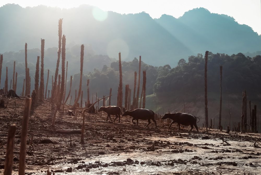 Фотография автора Lien Vu