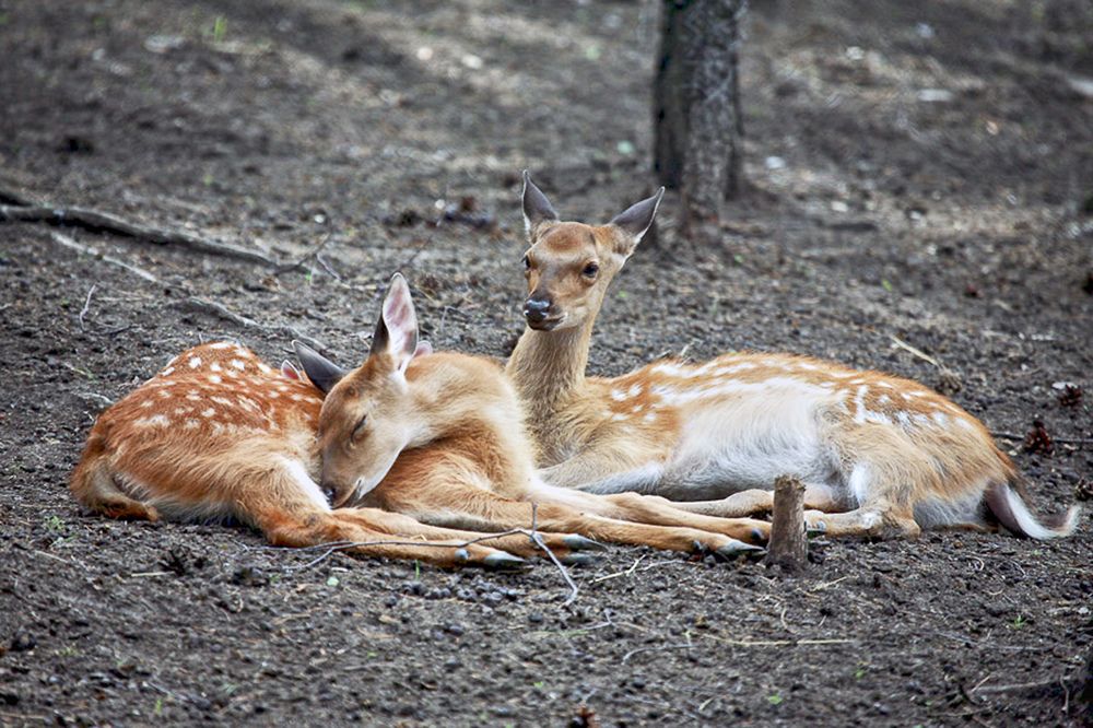 Photograph by Сергей Черных