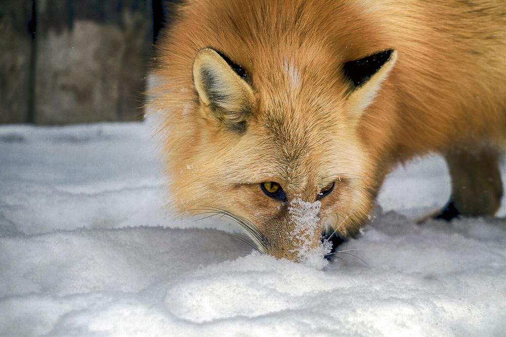 Photograph by Сергей Черных