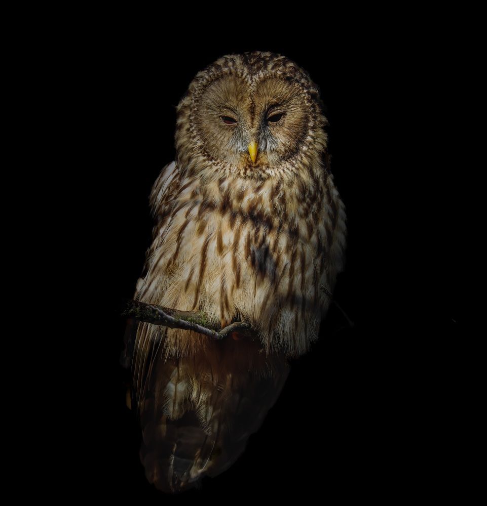 Ural owl