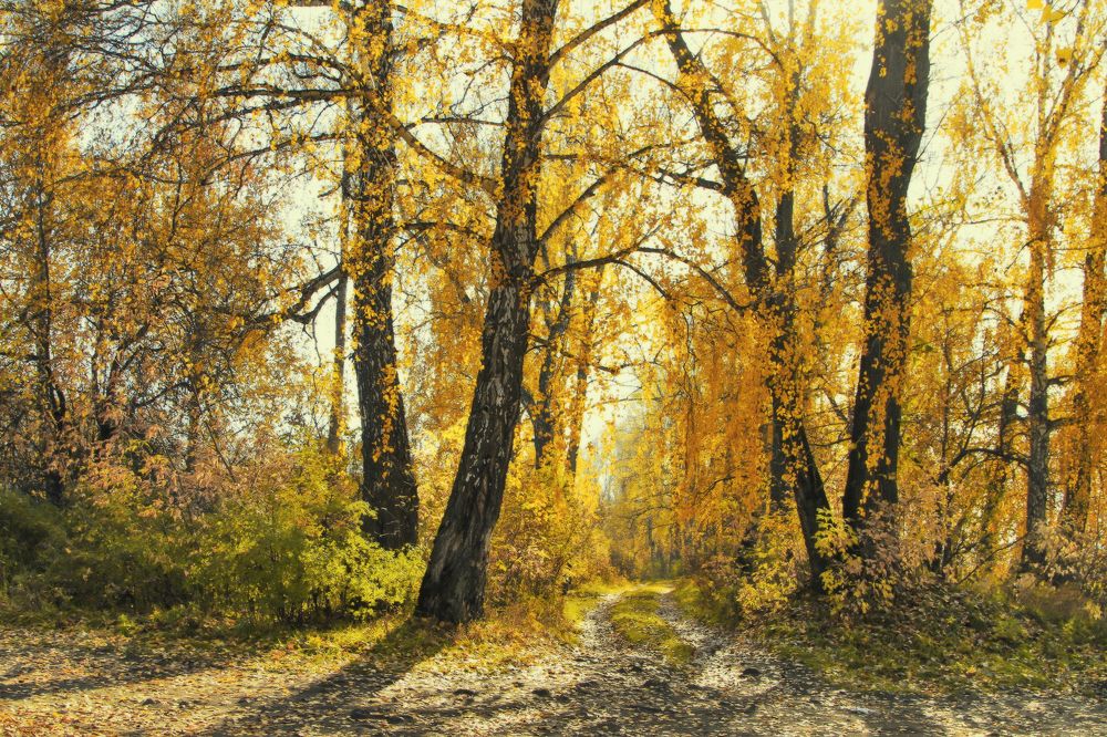 Золотая осень