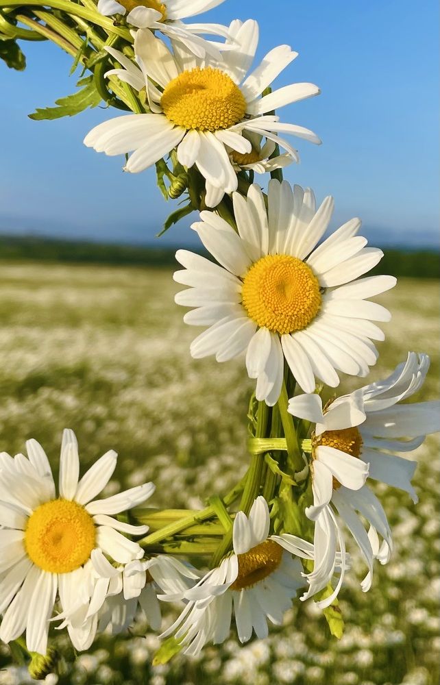 Photograph by Мария Нанарова