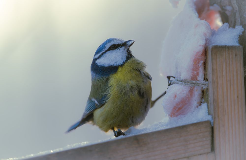 ГолоднО и холоднО. // Hungry and cold.