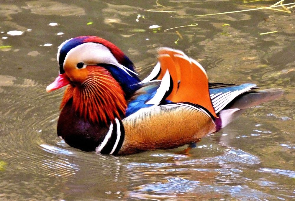 Photograph by backareva irina