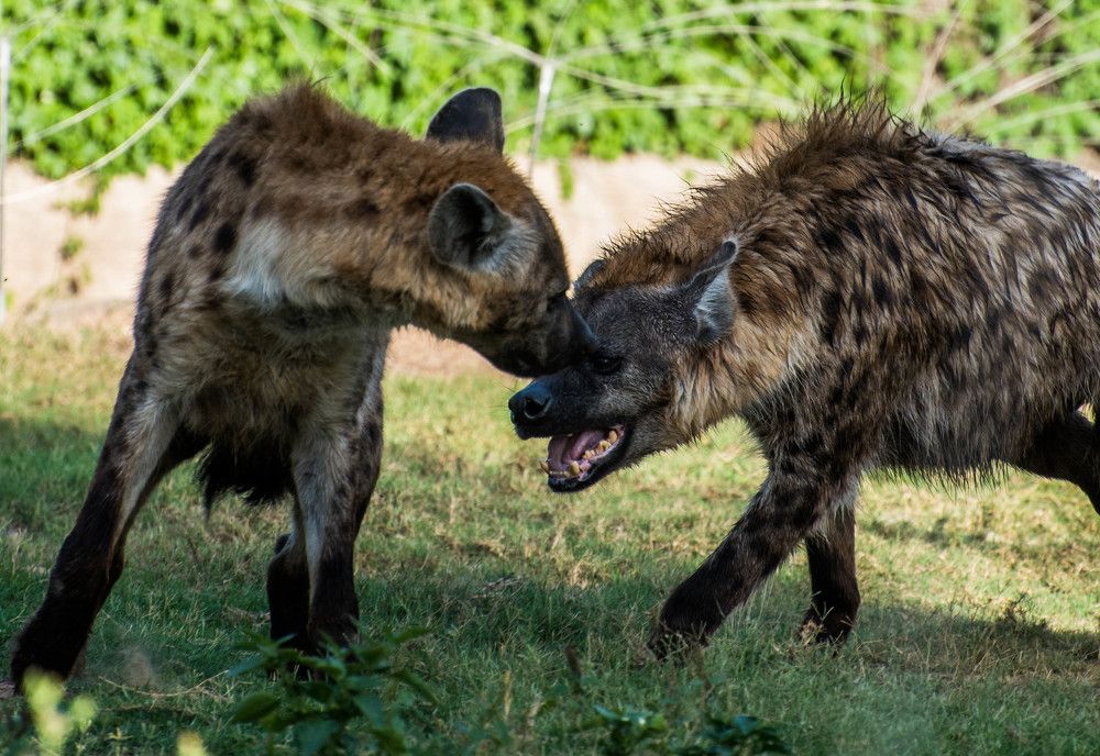 Фотография автора Syeda Fahamida