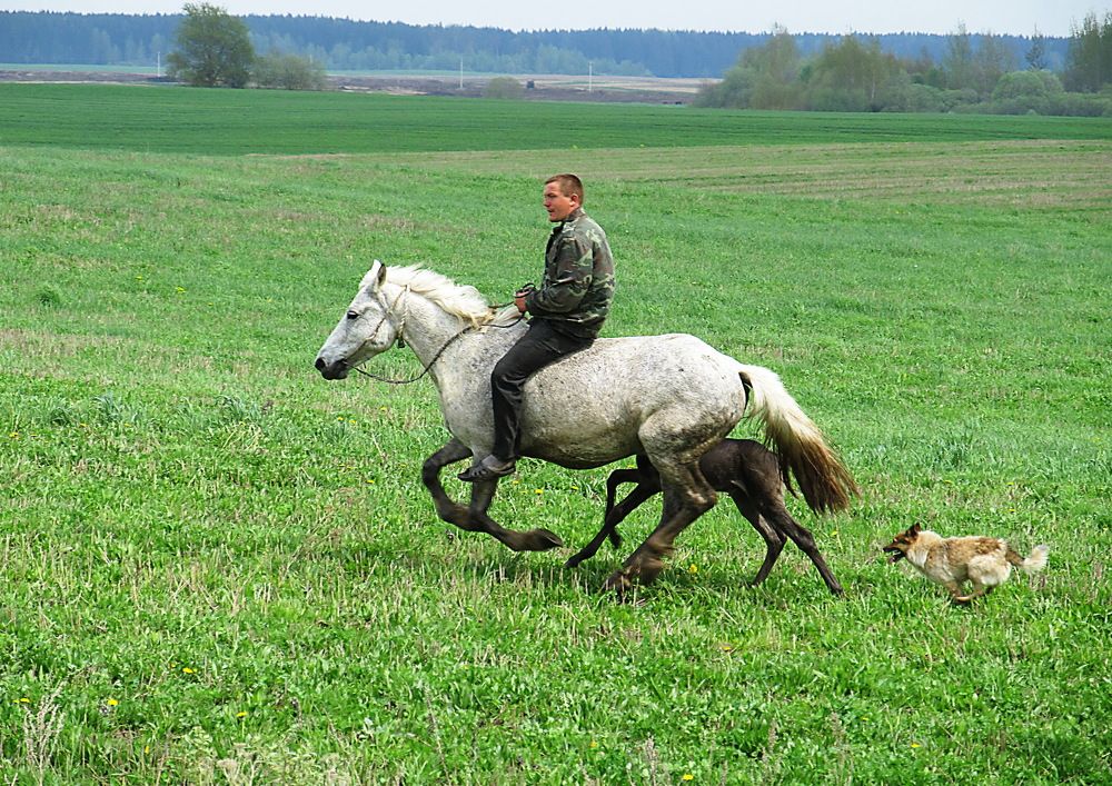 На лугу