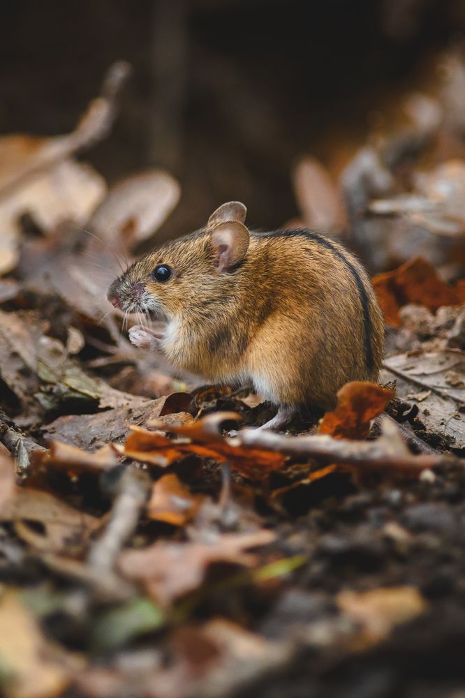 Фотография автора Мария Уланова
