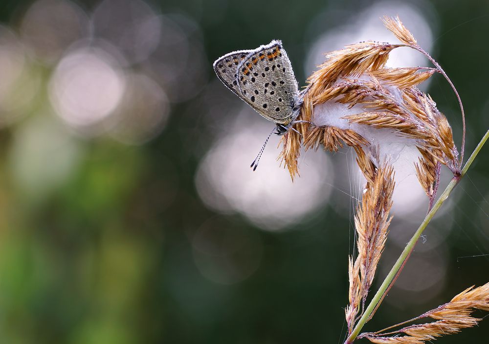 Photograph by Чепленко Алексей