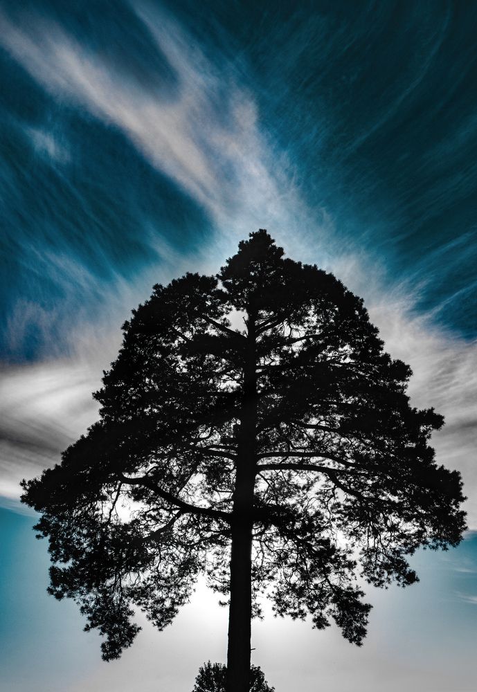 Древо Жизни - Drzewo Życia