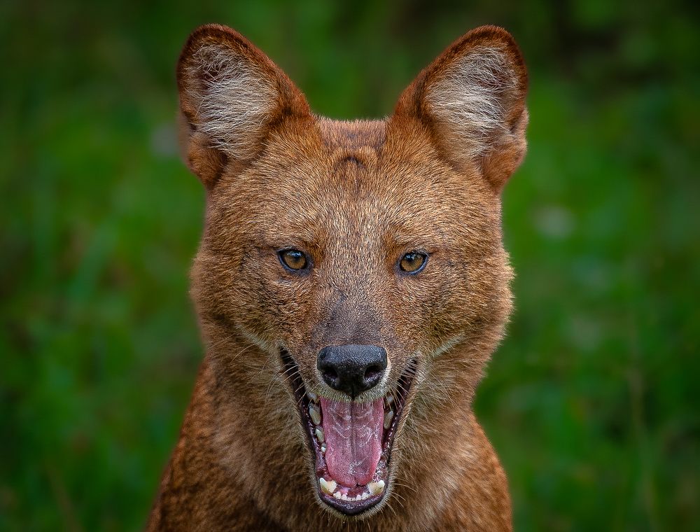 Photograph by Harsha Devalla