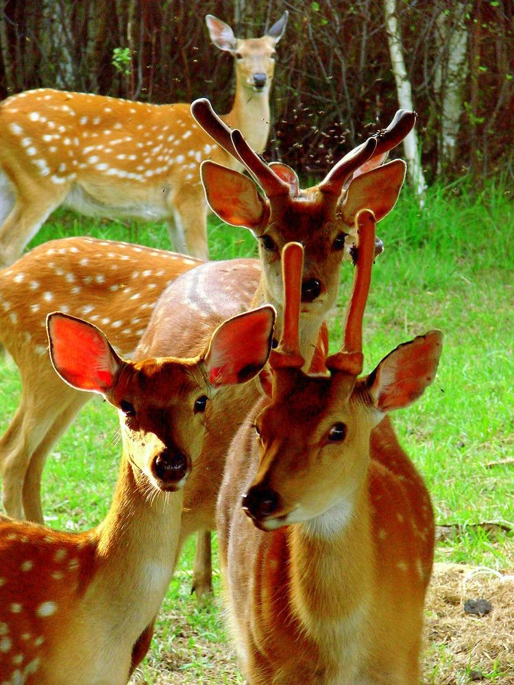 Фотография автора ИГОРЬ МЕЛЬНИКОВ