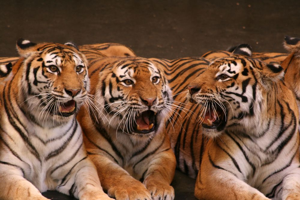 Photograph by DUBINA LEONID