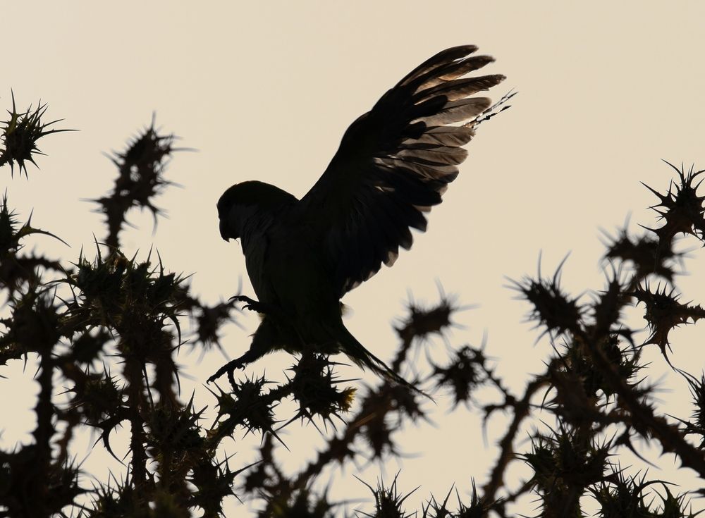 Фотография автора Mohammed sajd Abo ganem