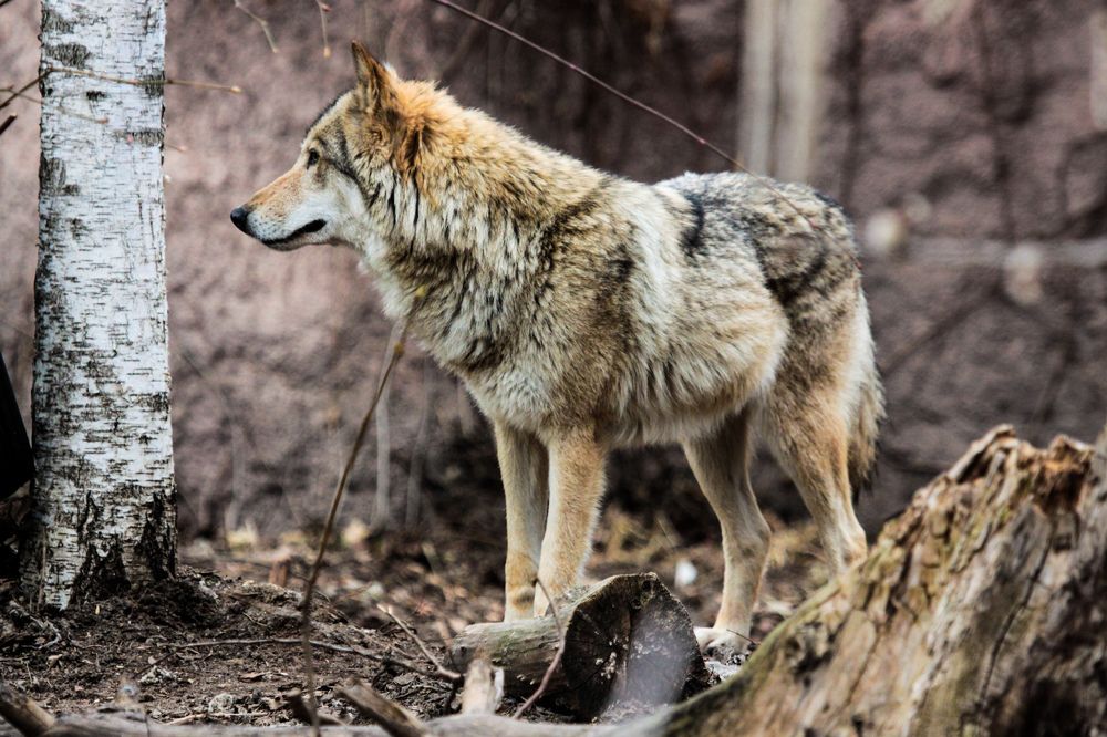 Фотография автора Elena Ku