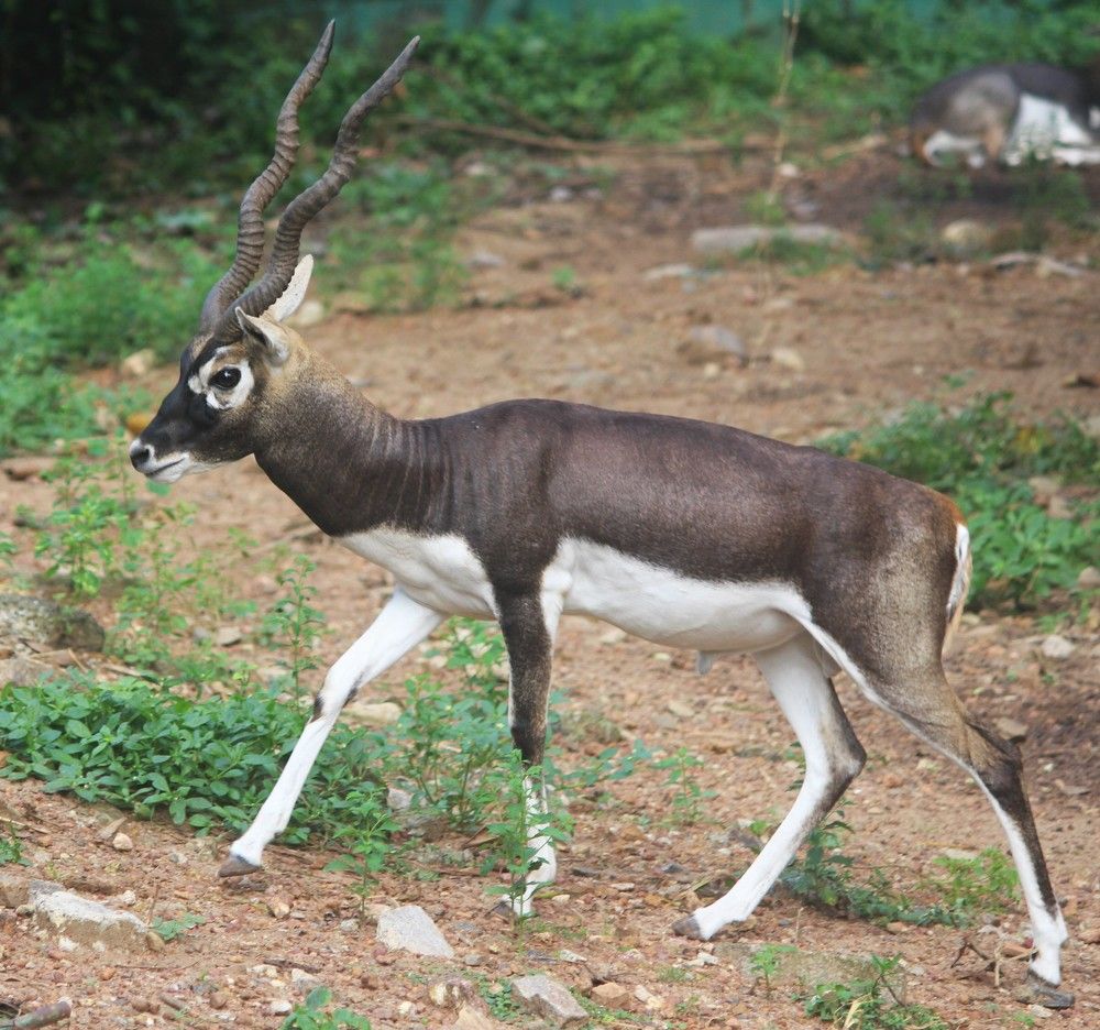 Photograph by Chandrahas Kurane