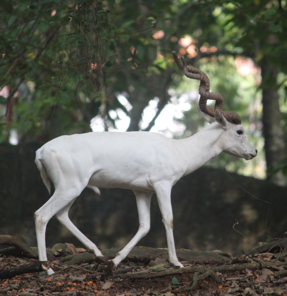 Photograph by Chandrahas Kurane