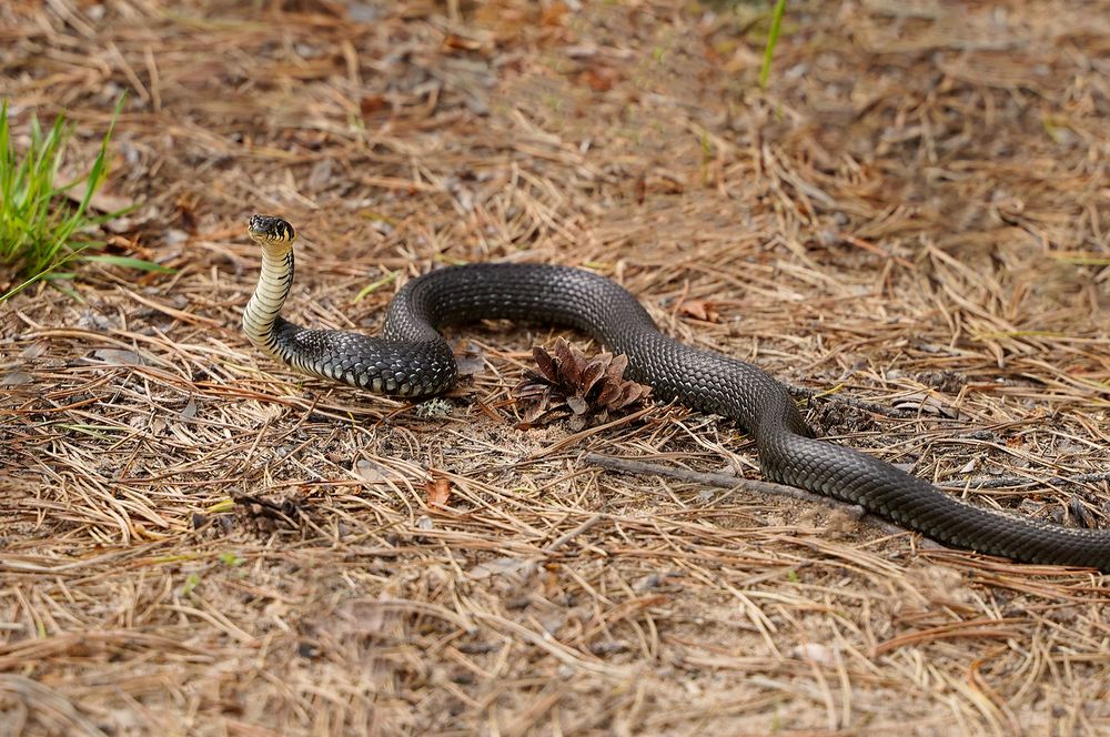 Хозяйка леса