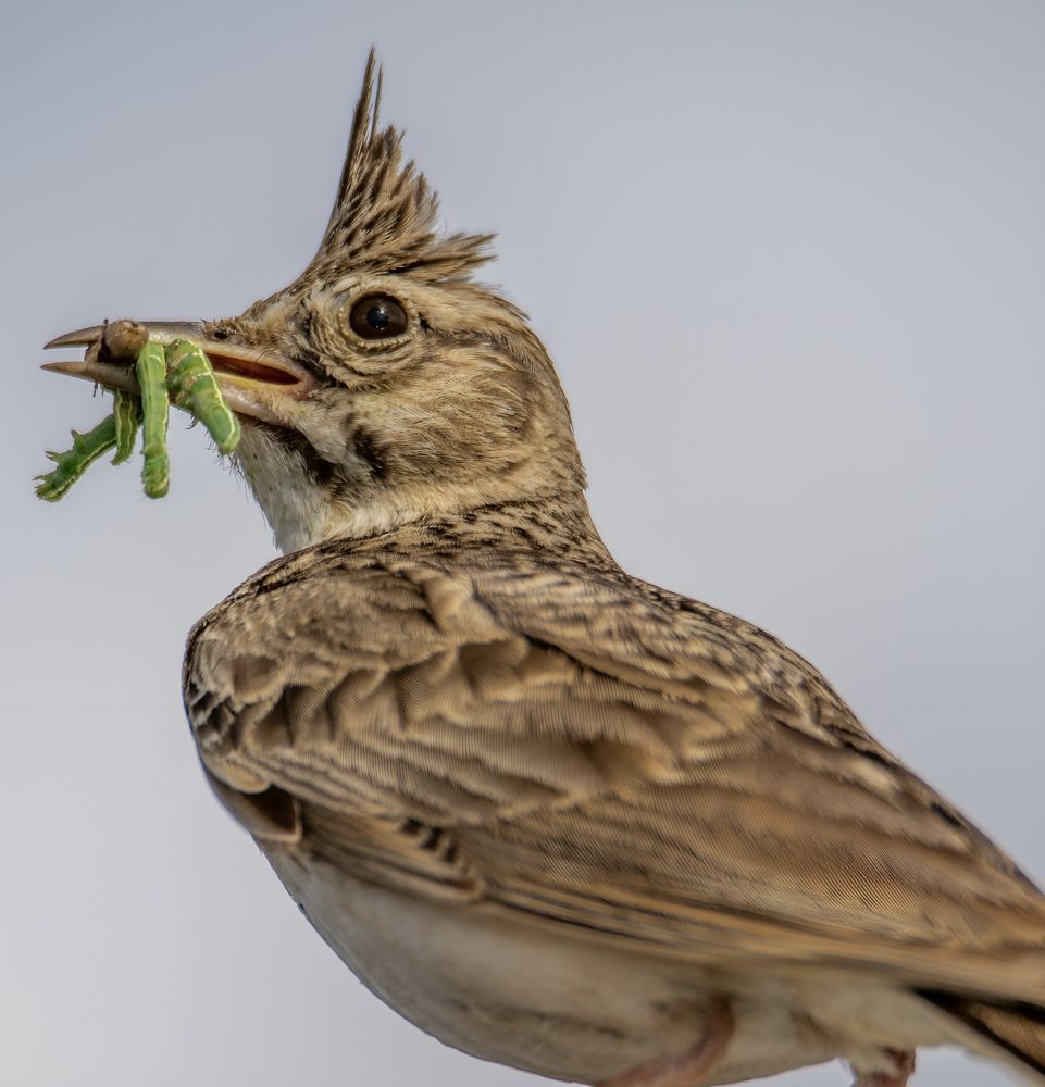 Фотография автора Mohammed sajd Abo ganem