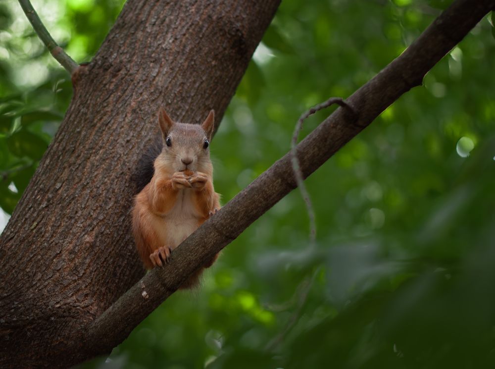 Photograph by Елена Иванова