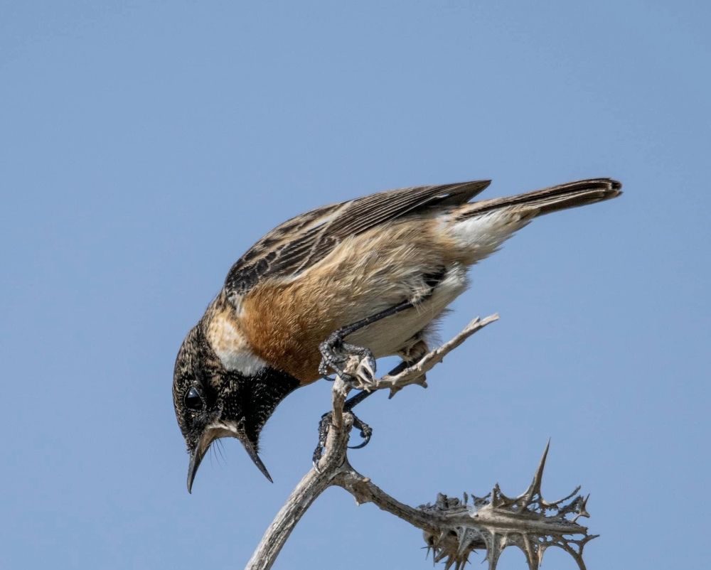 Фотография автора Mohammed sajd Abo ganem