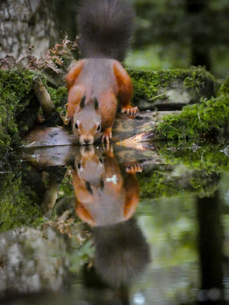 Фотография автора Michael Gault