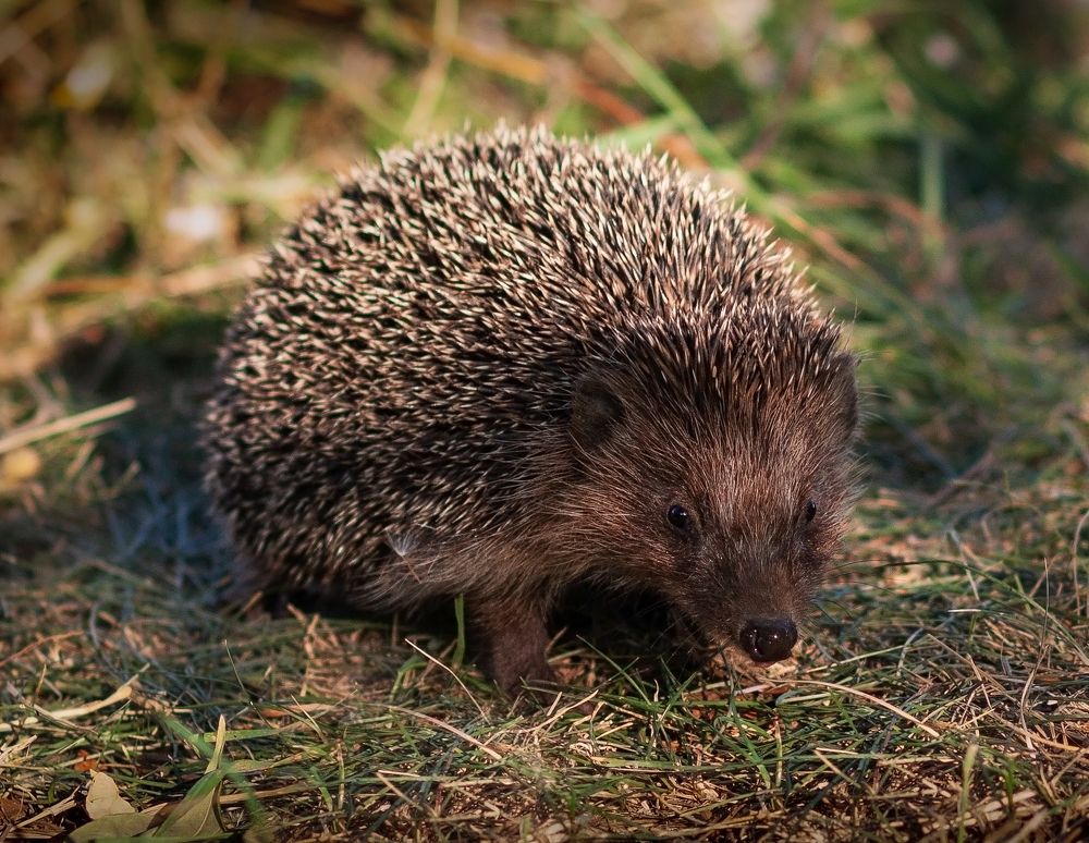 Photograph by Юлия Страданченкова