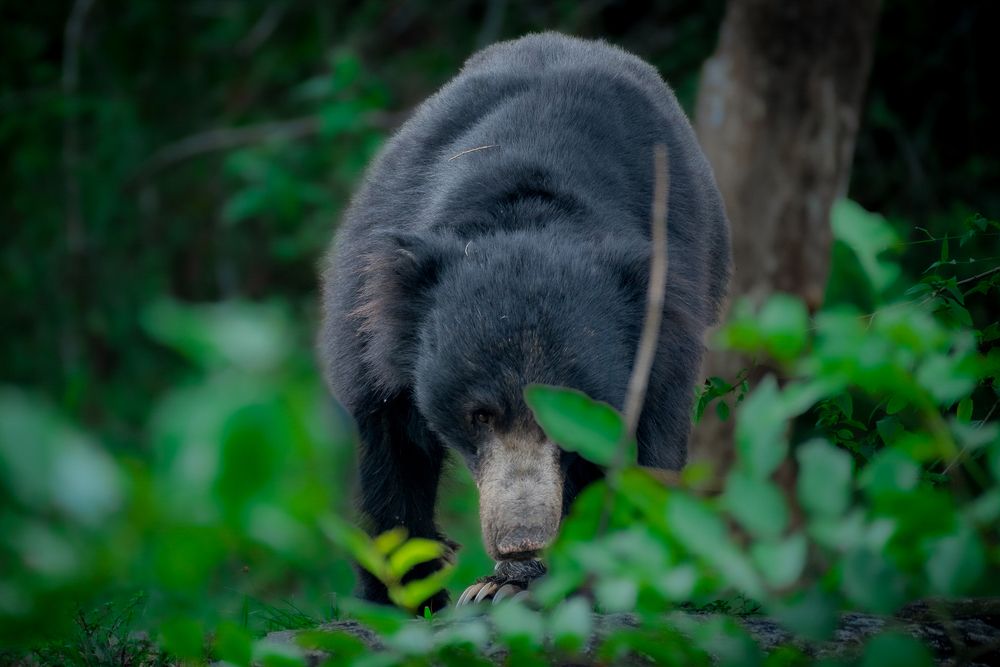 Photograph by Harsha Devalla