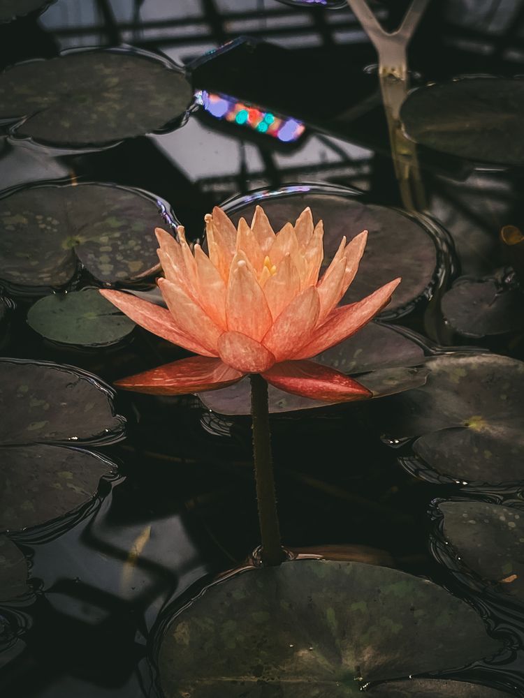 Photograph by Алия Крохалева