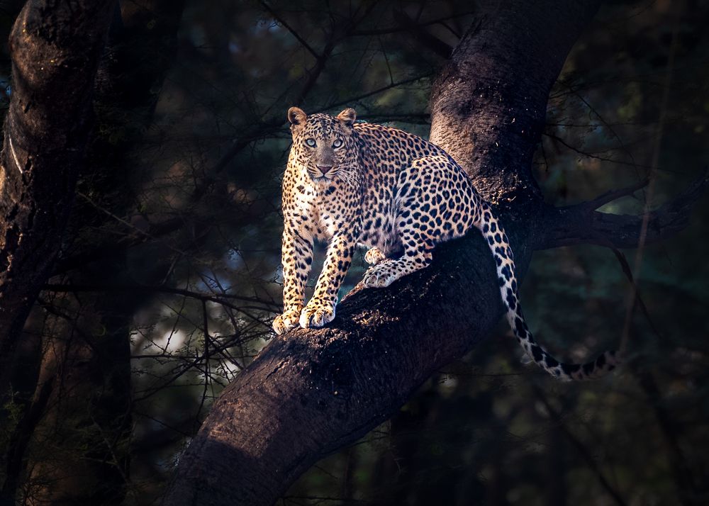 Photograph by Harsha Devalla